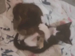 Gato raça SRD-ViraLata idade Abaixo de 2 meses nome Ainda sem nome