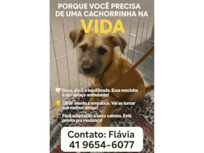 Cachorro raça SRD-ViraLata idade 1 ano nome Estopinha