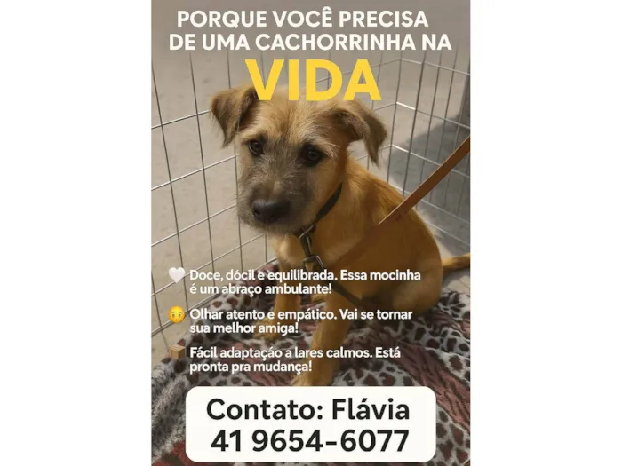 Cachorro ra a SRD-ViraLata idade 1 ano nome Estopinha