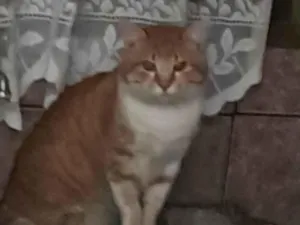 Gato raça Persa idade 6 ou mais anos nome Amarelinho