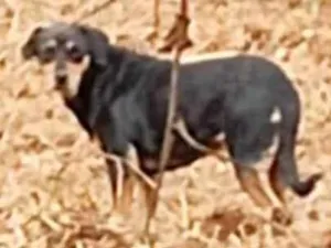 Cachorro raça SRD-ViraLata idade 7 a 11 meses nome Negona