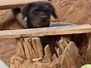 Cachorro raça SRD-ViraLata idade 2 a 6 meses nome Barbudo