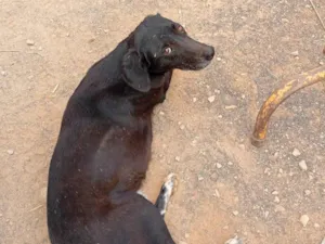 Cachorro raça SRD-ViraLata idade 7 a 11 meses nome Pretinha