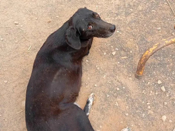 Cachorro ra a SRD-ViraLata idade 7 a 11 meses nome Pretinha