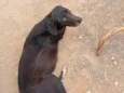 Pretinha