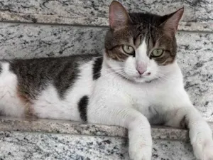 Gato raça SRD-ViraLata idade 6 ou mais anos nome Luna