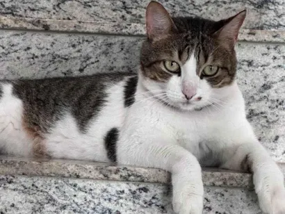 Gato raça SRD-ViraLata idade 6 ou mais anos nome Luna