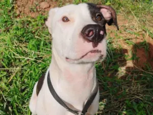 Cachorro raça Pit-Bull idade 7 a 11 meses nome Billy