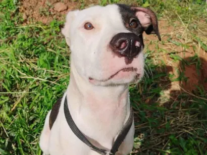 Cachorro raça Pit-Bull idade 7 a 11 meses nome Billy