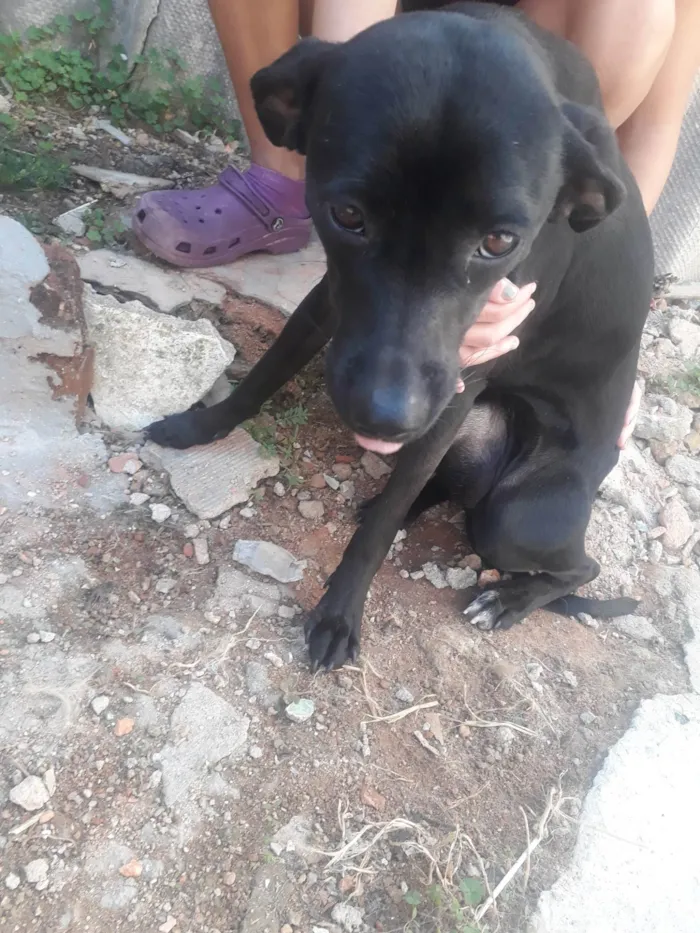 Cachorro ra a SRD-ViraLata idade 1 ano nome Luna 