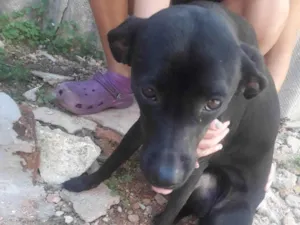 Cachorro raça SRD-ViraLata idade 1 ano nome Luna 