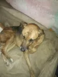 Pedrita