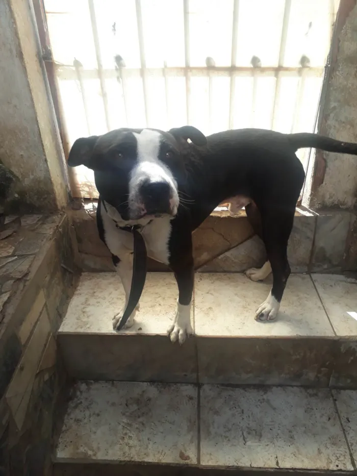 Cachorro ra a Pit-Bull idade 1 ano nome Thor