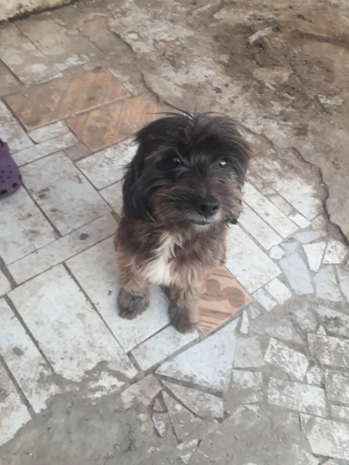 Cachorro ra a Poodle idade 3 anos nome Bob