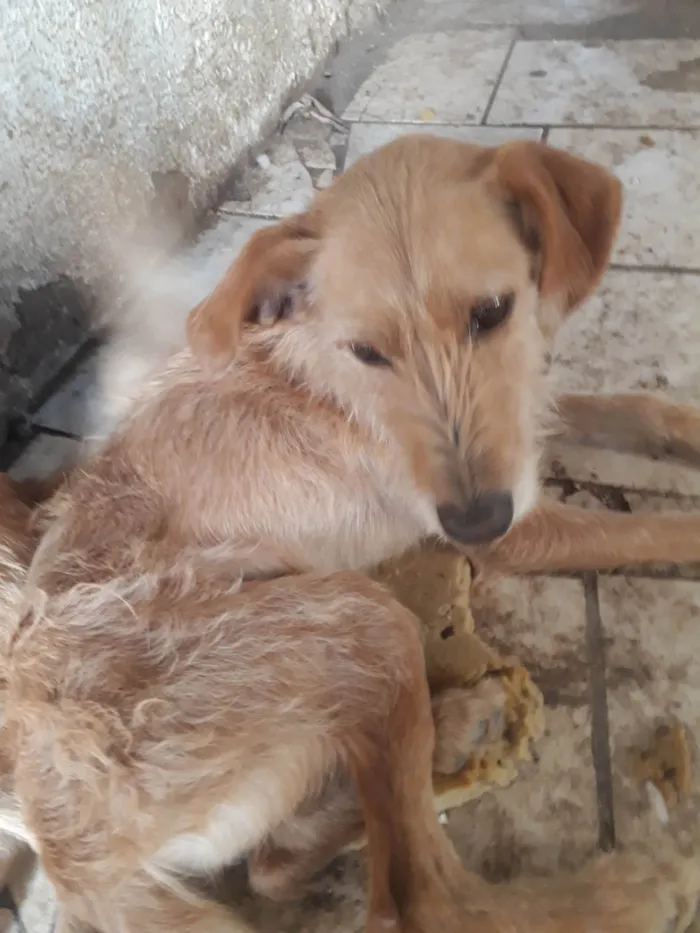 Cachorro ra a SRD-ViraLata idade 2 anos nome Magnos
