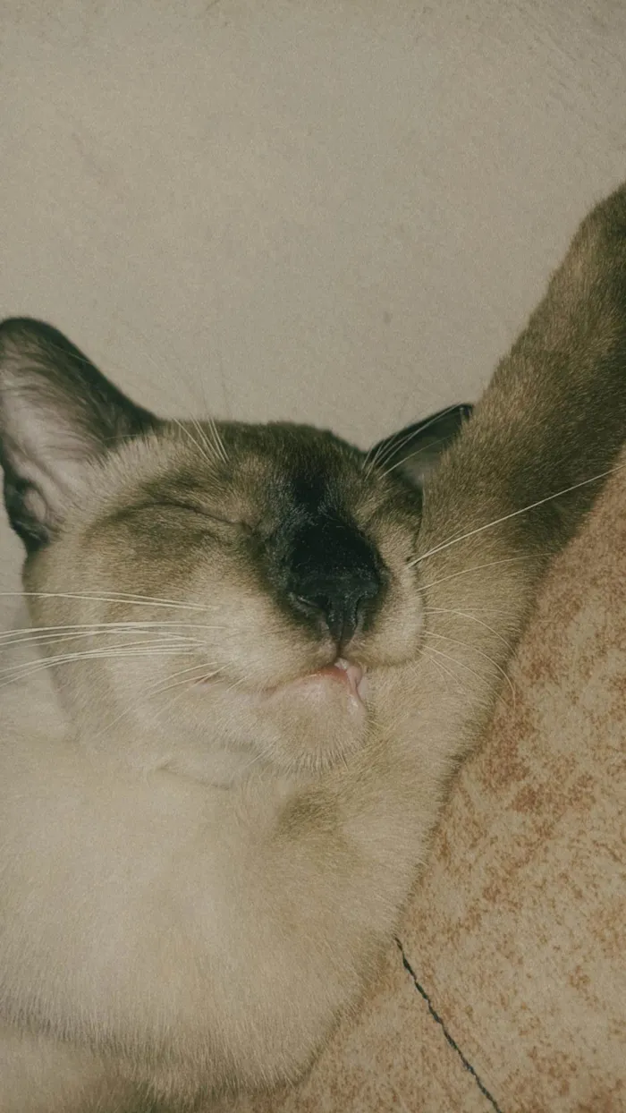 Gato ra a Siamês idade 1 ano nome Salém e felicia