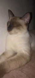 Salém e felicia