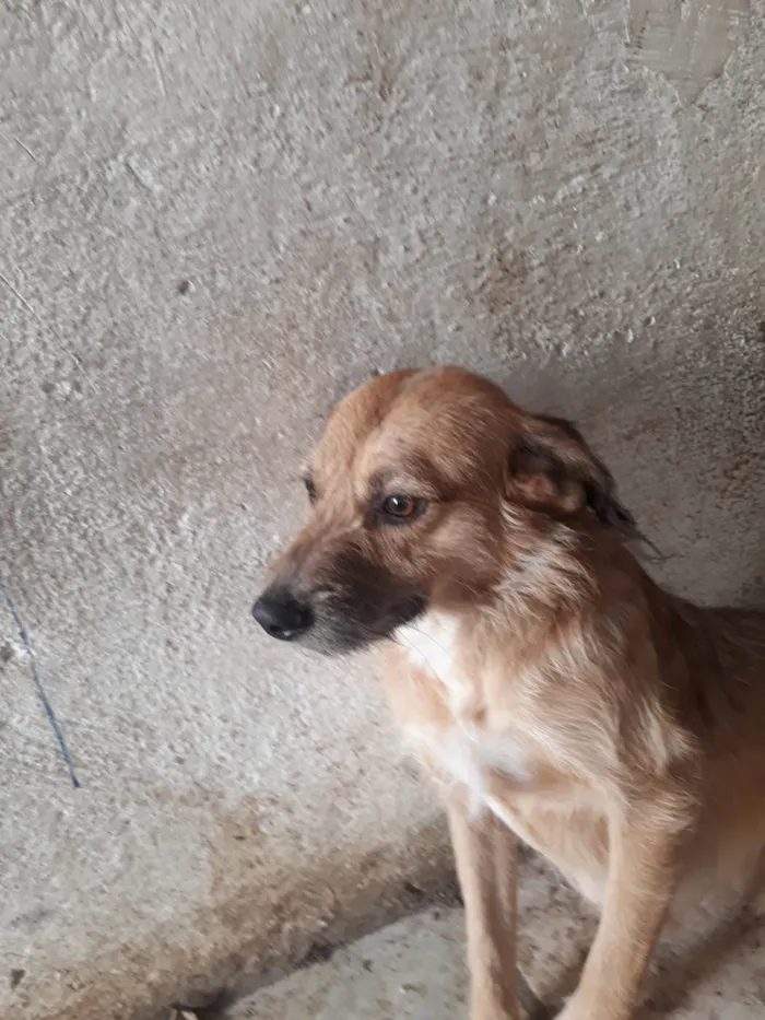 Cachorro ra a SRD-ViraLata idade 2 anos nome Manteguinha