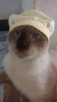Salém e felicia