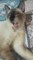 Salém e felicia