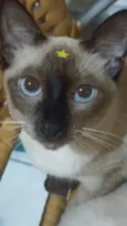 Salém e felicia