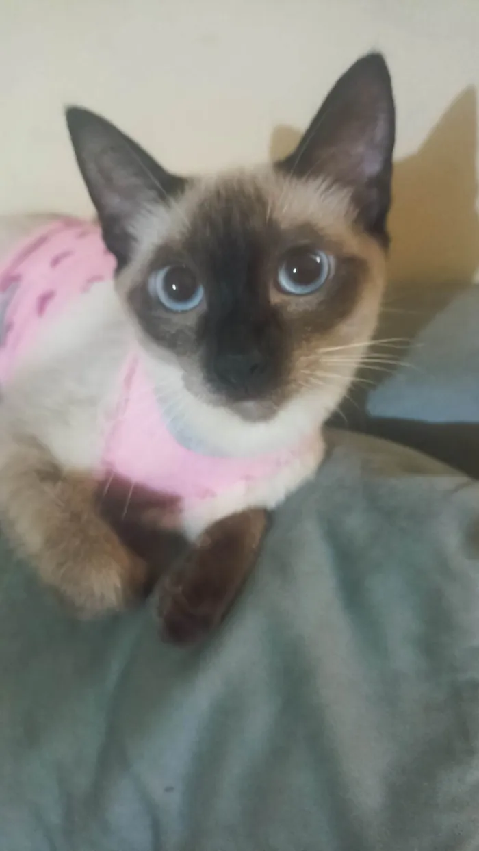 Gato ra a Siamês idade 1 ano nome Salém e felicia