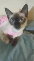 Salém e felicia