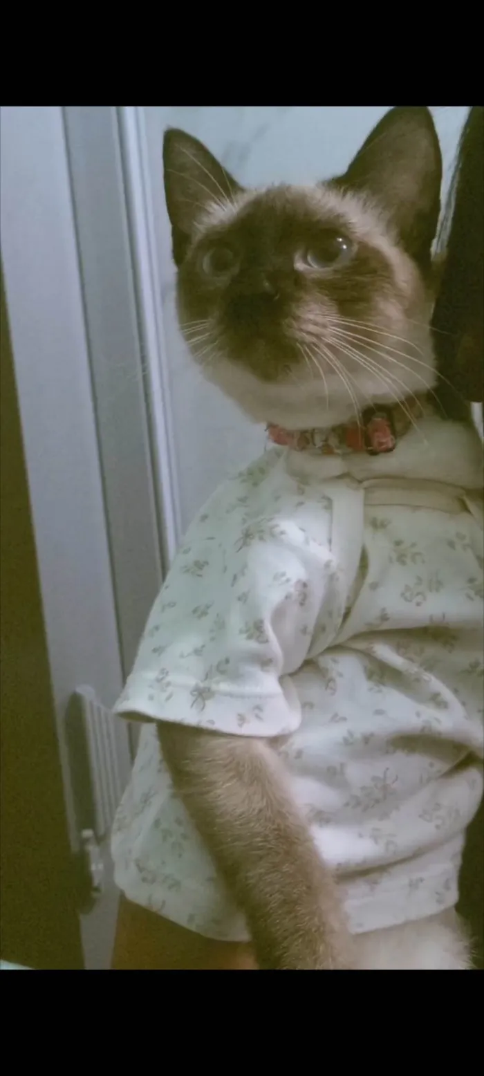 Gato ra a Siamês idade 1 ano nome Salém e felicia