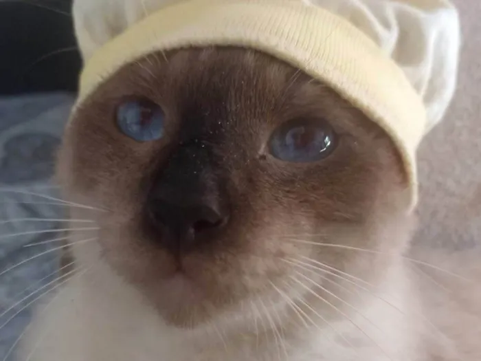 Gato ra a Siamês idade 1 ano nome Salém e felicia