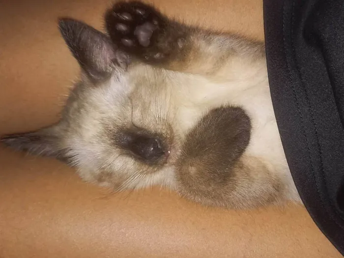 Gato ra a Siamês idade Abaixo de 2 meses nome Não possuem 