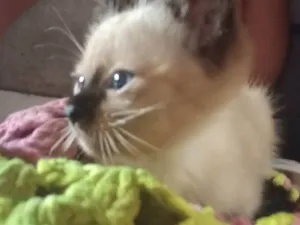 Gato raça Siamês idade Abaixo de 2 meses nome Não possuem 