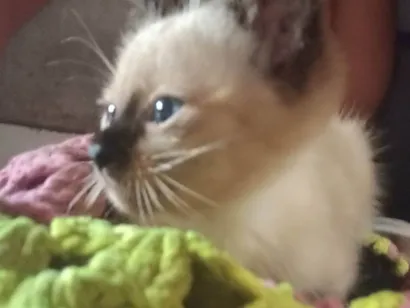 Gato raça Siamês idade Abaixo de 2 meses nome Não possuem 