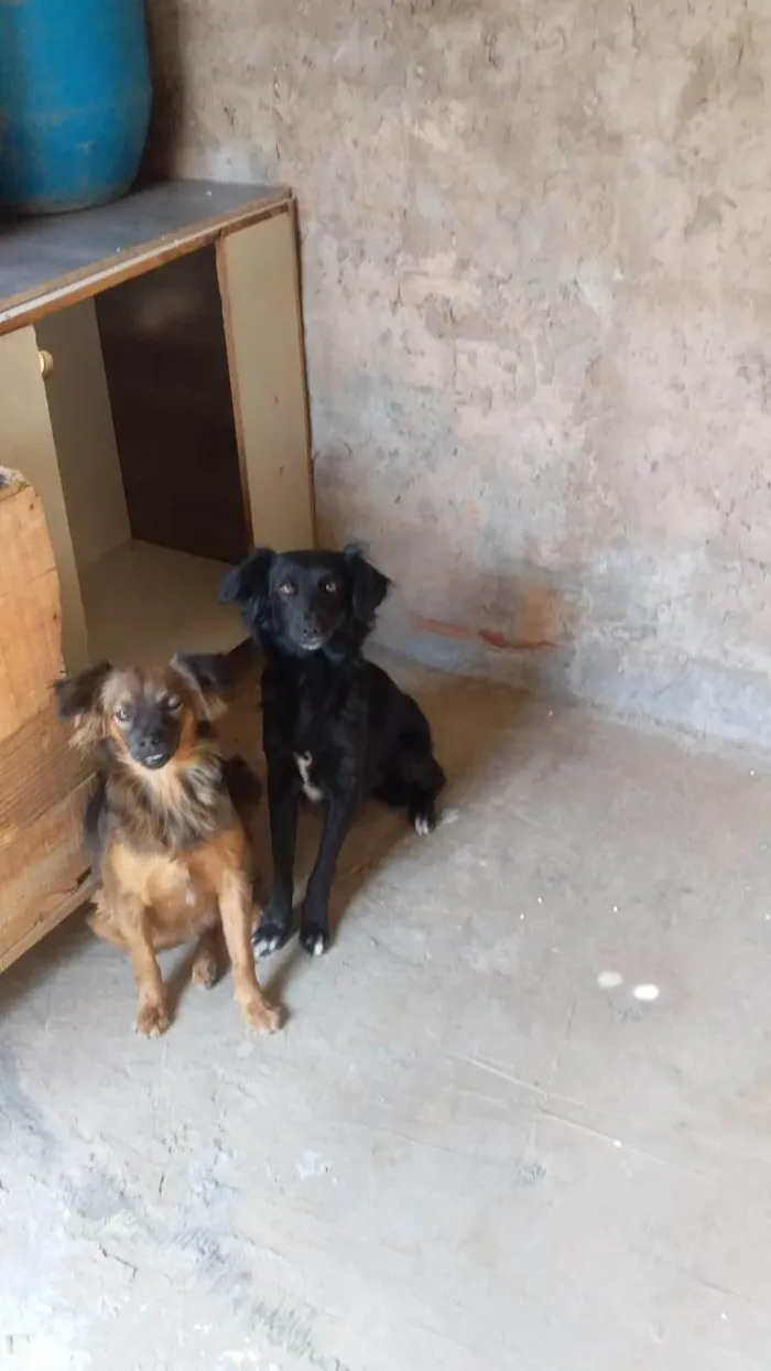 Cachorro ra a Pinther idade 6 ou mais anos nome Marlon