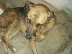 Cachorro raça SRD-ViraLata idade 5 anos nome Pedrita
