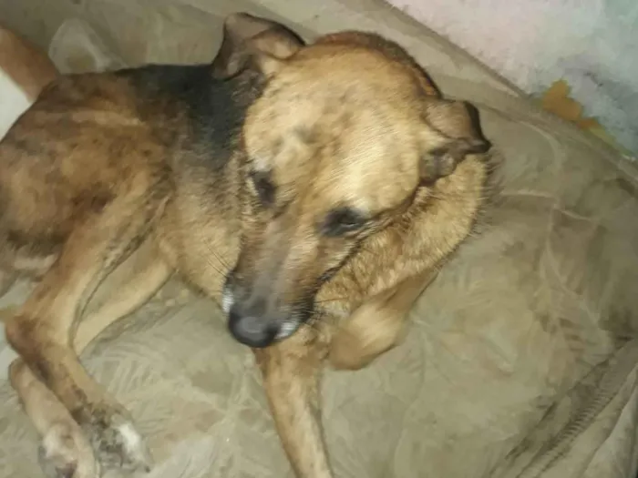 Cachorro ra a SRD-ViraLata idade 5 anos nome Pedrita