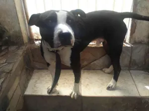 Cachorro raça Pit-Bull idade 1 ano nome Thor