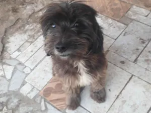 Cachorro raça Poodle idade 3 anos nome Bob