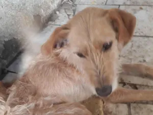 Cachorro raça SRD-ViraLata idade 2 anos nome Magnos