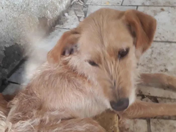 Cachorro ra a SRD-ViraLata idade 2 anos nome Magnos