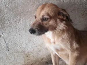 Cachorro raça SRD-ViraLata idade 2 anos nome Manteguinha
