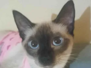 Gato raça Siamês idade 1 ano nome Salém e felicia
