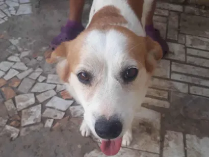 Cachorro raça Chow Chow idade 6 ou mais anos nome Mayllon