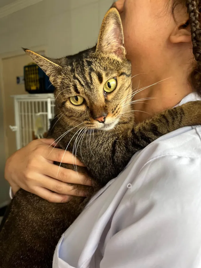 Gato ra a SRD-ViraLata idade 2 anos nome Flor de Liz 