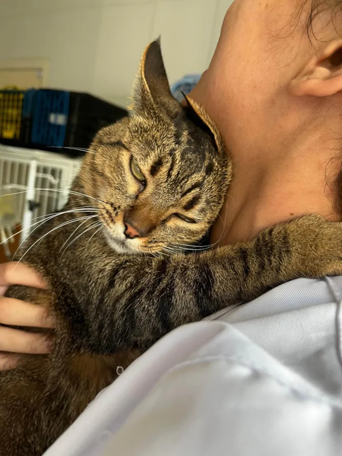 Gato ra a SRD-ViraLata idade 2 anos nome Flor de Liz 