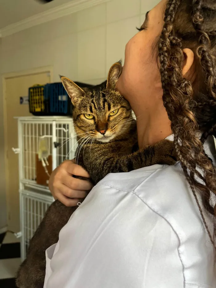 Gato ra a SRD-ViraLata idade 2 anos nome Flor de Liz 