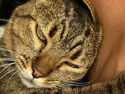 Gato raça SRD-ViraLata idade 2 anos nome Flor de Liz 