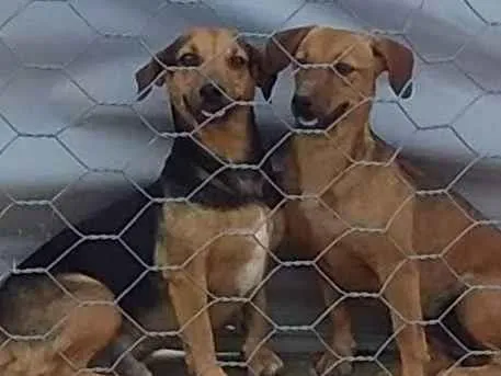 Cachorro ra a Pinther idade 6 ou mais anos nome Marlon