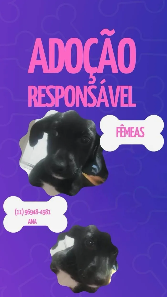 Cachorro ra a SRD-ViraLata idade 2 a 6 meses nome Filhotes 