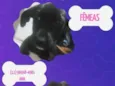 Filhotes 