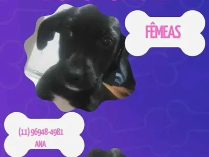 Cachorro raça SRD-ViraLata idade 2 a 6 meses nome Filhotes 